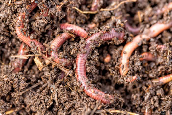 Red Wigglers - Changing the World - One Garden at a Time
