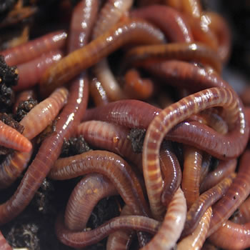 Earthworms recommended for in garden or raised beds. 
